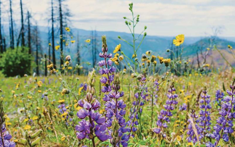Planinsko društvo Podbrdo