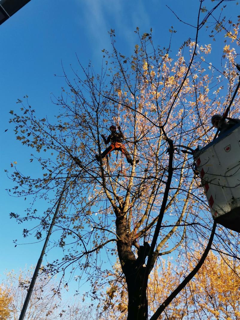 Sanacija dreves Štajerska