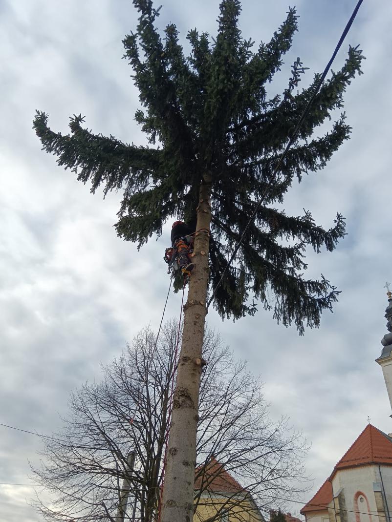 Podiranje dreves Lenart, Maribor, Štajerska