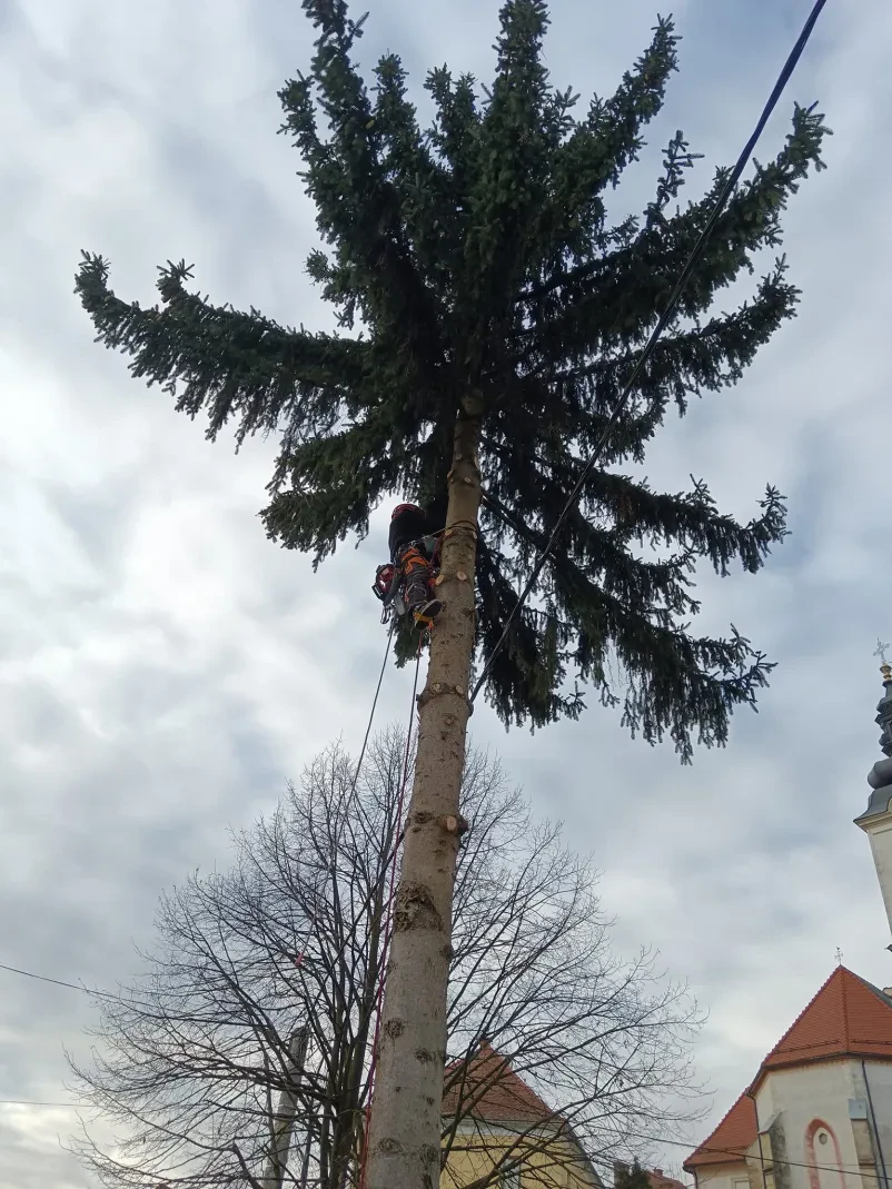 Podiranje dreves Lenart, Maribor, Štajerska