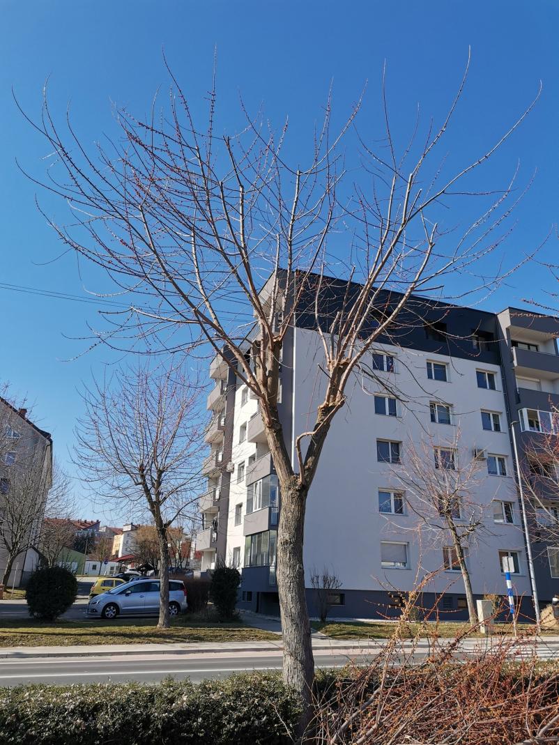 Prednosti podiranja dreves na Štajerskem z Jurij Jesenko s.p.