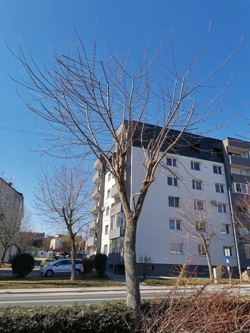 Prednosti podiranja dreves na Štajerskem z Jurij Jesenko s.p.