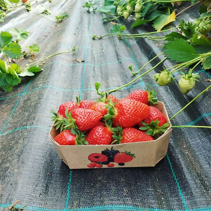 Prodaja jagod Pivka, Postojna