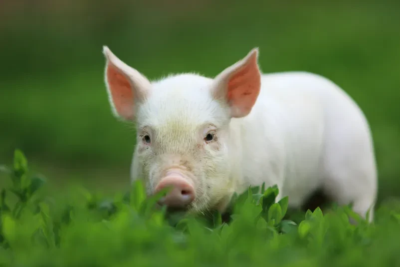 Domača reja prašičev za nadaljnjo vzrejo in zakol
