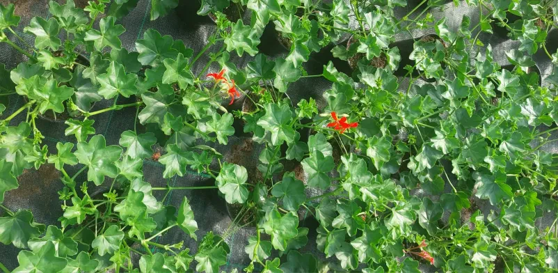 Cvetlični aranžmaji in prodaja sadik Pomurje