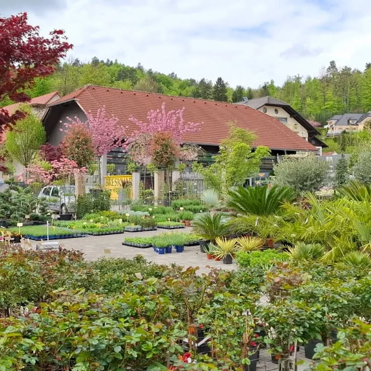 Prodaja trajnic in grmovnic Slovenija, sveža izbira za vrt