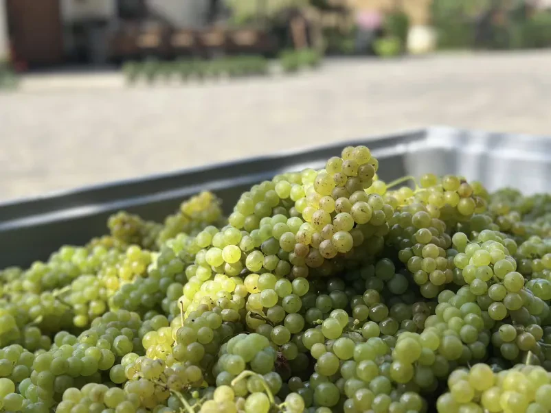 Kakovostno vino Zgornja Kungota, Slovenija