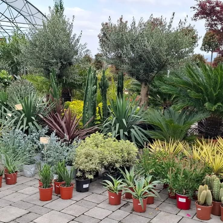 Lepe in funkcionalne žive meje Slovenija