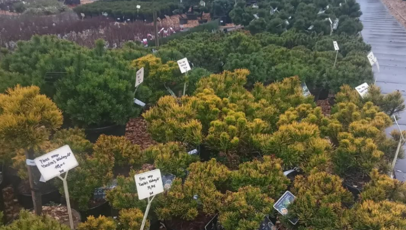 Prodaja žive meje Slovenija, kvalitetne rastline za vsak vrt