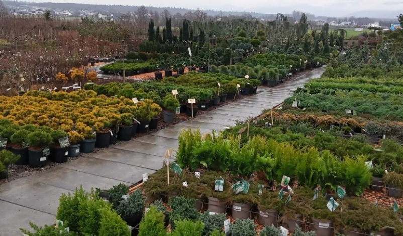 Kako zasaditi popolno živo mejo, nasveti in prodaja Slovenija