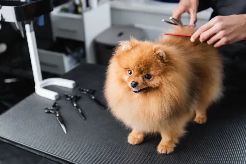 Dober pasji salon Radomlje, Osrednja Slovenija