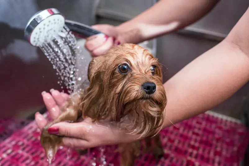 Dober groomer Radomlje, Osrednja Slovenija