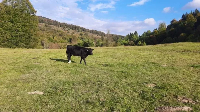 Reja in prodaja goveda Kočevska