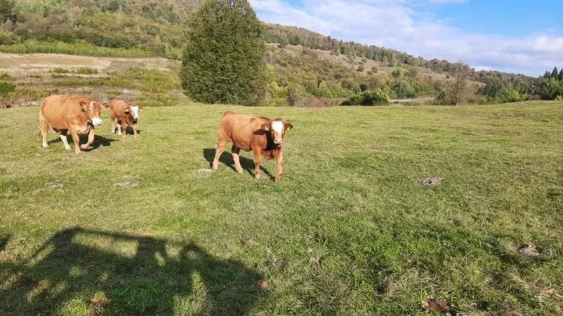 Govedoreja Kočevsko