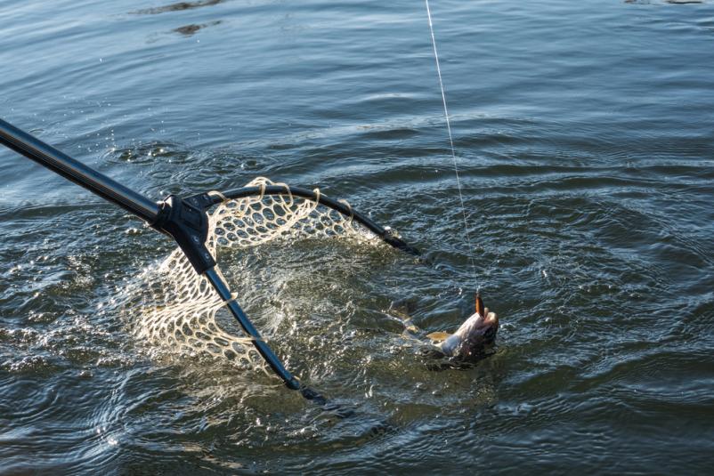 Ribiška družina Celje, Savinjska, aktivnosti in ponudba