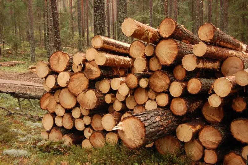 Sečnja lesa Logatec