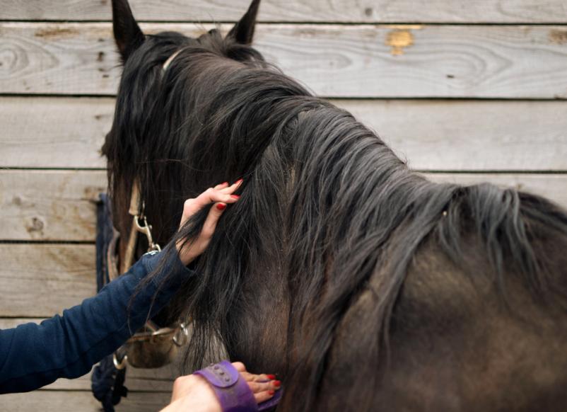 Ugodno striženje konjev Savinjska