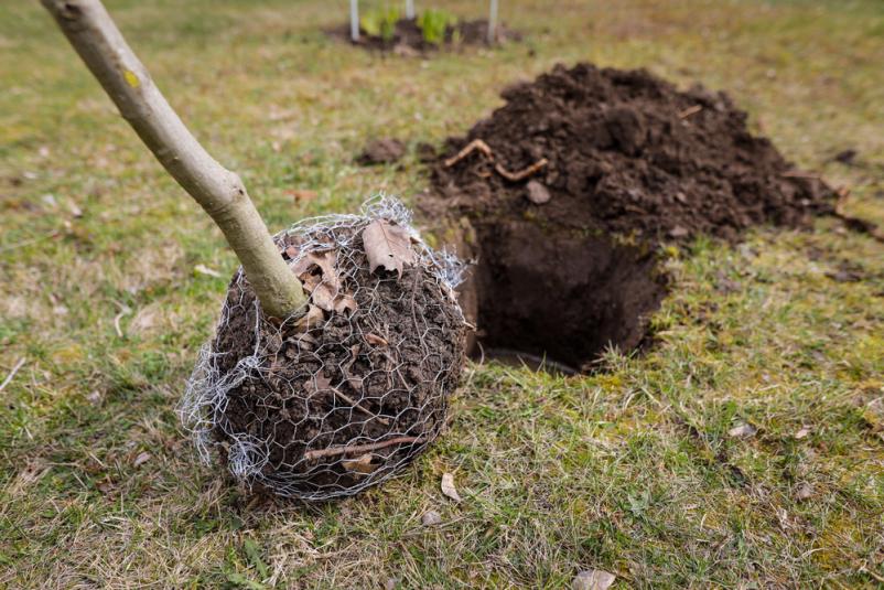 Ugodna strojna zemeljska dela Obala