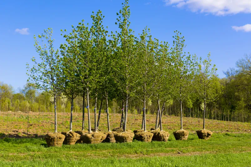 Strokovne arboristične storitve in svetovanje Slovenija