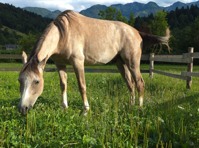Terapija in delavnica za konje Bohinj, Gorenjska