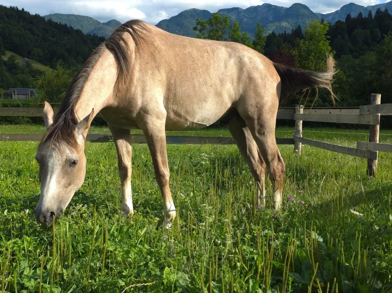 Terapija in delavnica za konje Bohinj, Gorenjska