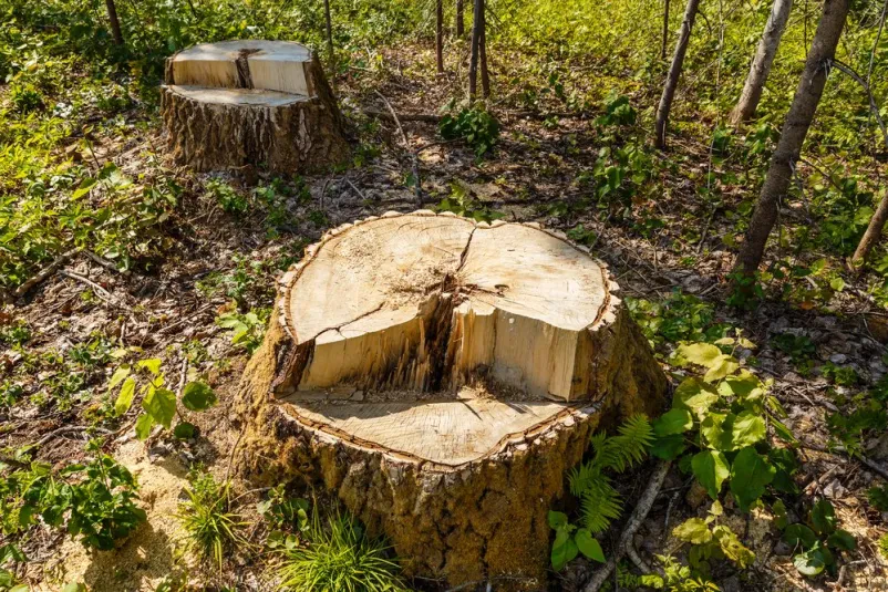 Ugoden posek dreves Bela krajina