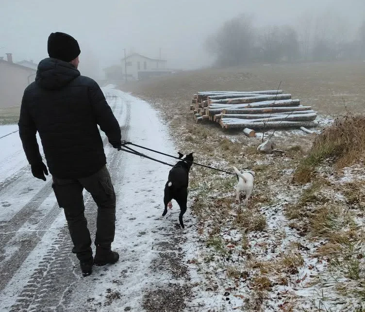 Dnevno varstvo psov Gorica, Goriška
