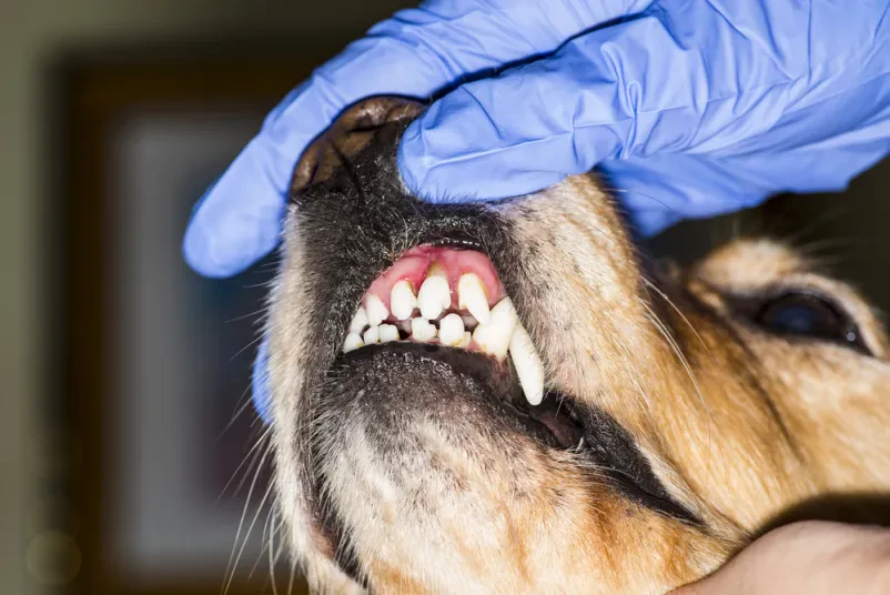 Dobar veterinar Posavje, Hrvatska