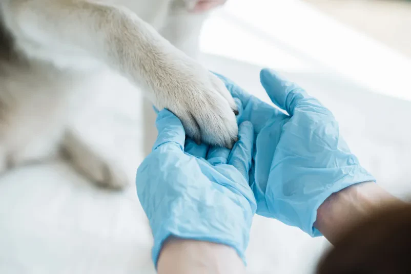 Veterinarska ambulanta Brežice