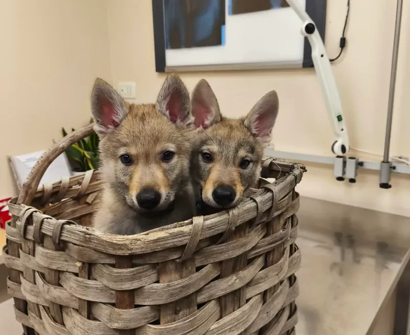 Nujna veterinarska pomoč Ribnica