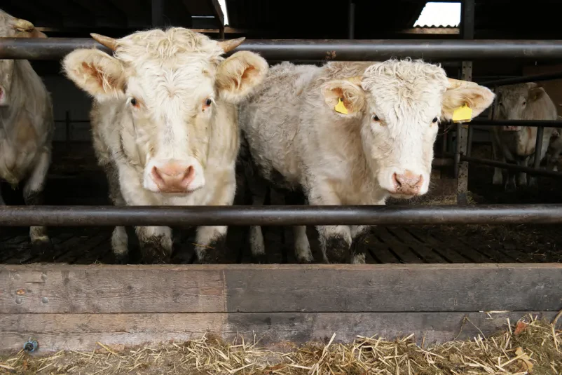 Reja govedi na Štajerskem