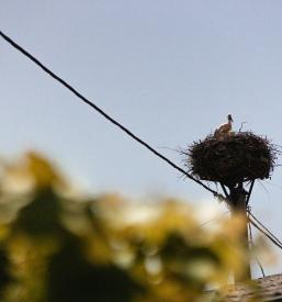 Bučno olje, kakovostno vino, poslovna darila, krompir