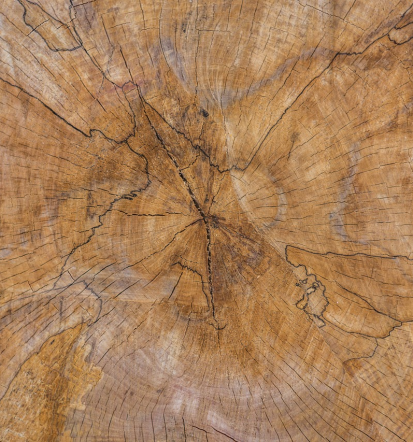 Ugoden furnir, prodaja lesa, furnirja Savinjska