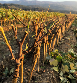 Prodaja vina in trsnih cepljenk, cviček, vino Martinčič