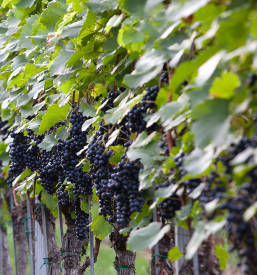 Prodaja vina in trsnih cepljenk, cviček, vino Martinčič