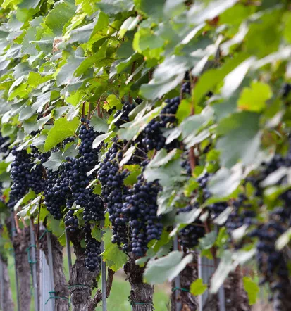 Slovensko vino