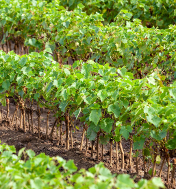 Prodaja vina in trsnih cepljenk, cviček, vino Martinčič