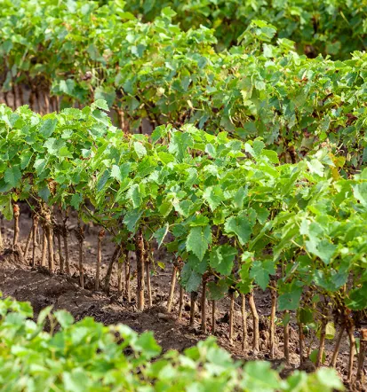 Domače vino