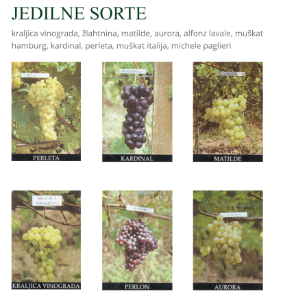 Kvalitetne trsne cepljenke Slovenija rdeče sorte