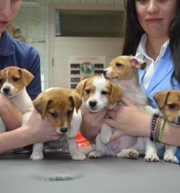 Veterinarske storitve, veterina, dietna prehrana za male živali