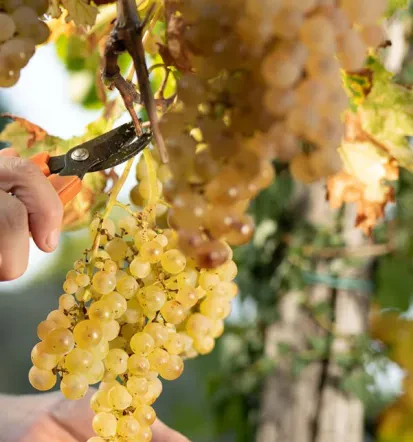 Belo vino Goriška