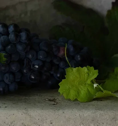 Vinar Goriška