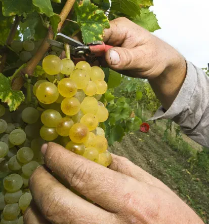 Vrhunska vina na Goriškem