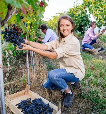Vina, domače marmelade, kis Goriška