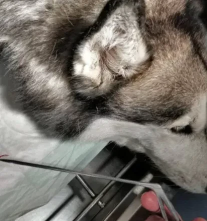 Veterina in trgovina v za živali v Grosuplju in Novem mestu, vredna obiska.