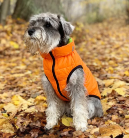 Veterinarstvo, trgovina s hrano za male živali, oprema za živali