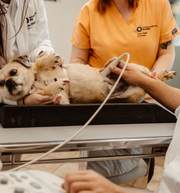 Veterinarska ambulanta za male živali