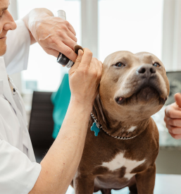 Veterinarska ambulanta za male živali