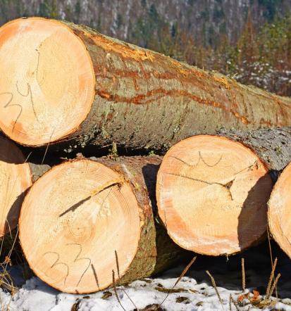 Predelava lesa, odkup in prodaja hlodovine