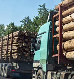 Predelava lesa, odkup in prodaja hlodovine